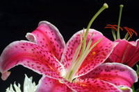 Pink Lily