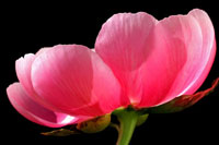 Pink Peony III