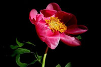 Pink Peony IV