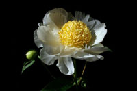 White Peony I
