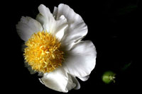 White Peony II