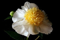 White Peony III