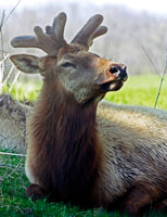 Elk II