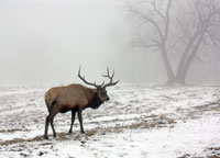 Elk III