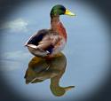 Mallard Reflection