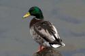 Mallard