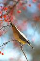 Cedar Wax Wing