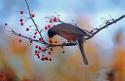 Robin the Berry I