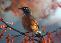 Robin the Berry II