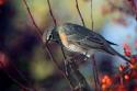 Robin the Berry III