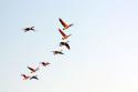 Flock