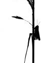 Grasshopper