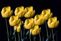 Yellow Tulips