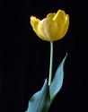 Single Tulip