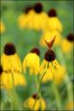 Black Eyed Susan I