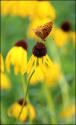 Black Eyed Susan II