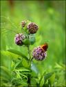 Butterflies & Allium I