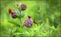 Butterflies & Allium II