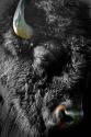 Black Bison