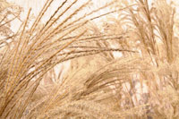Blowing Grass II