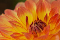 Orange Flame