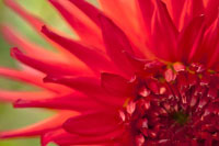 Red Flame