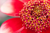 Starburst I