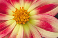 Starburst III
