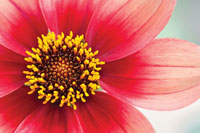 Starburst IV
