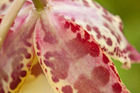 Pink Mist