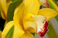 Lemon Orchid I