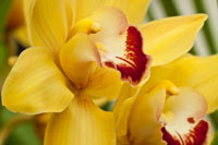 Lemon Orchid II