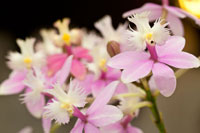 Orchid Chorus