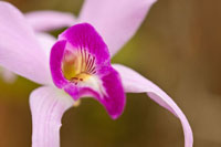 Purple Glory