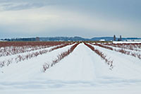 Berries Under Snow I