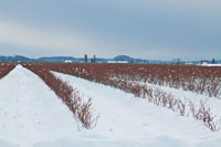 Berries Under Snow II