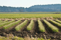 Golden Green Rows