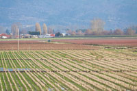 Red & Gold Fields I