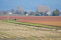 Red & Gold Fields II