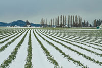 Snowy Daffodils I