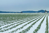 Snowy Daffodils II