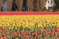 Red & Orange Tulips