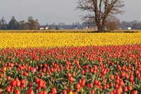 Yellow & Orange Tulips I