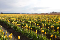 Tulips at Sunset V