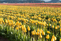 Yellow & Orange Tulips II
