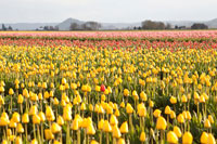 Yellow & Orange Tulips III