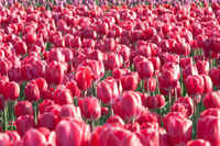 Field of Pink