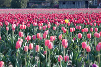 Yellow Among Pinks