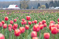Tulip Homestead