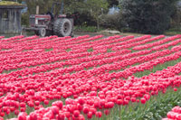 Vibrant Pink Tulips